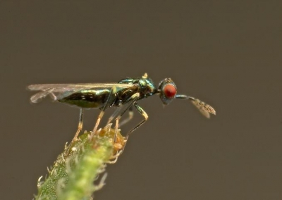 Diglyphus isaea